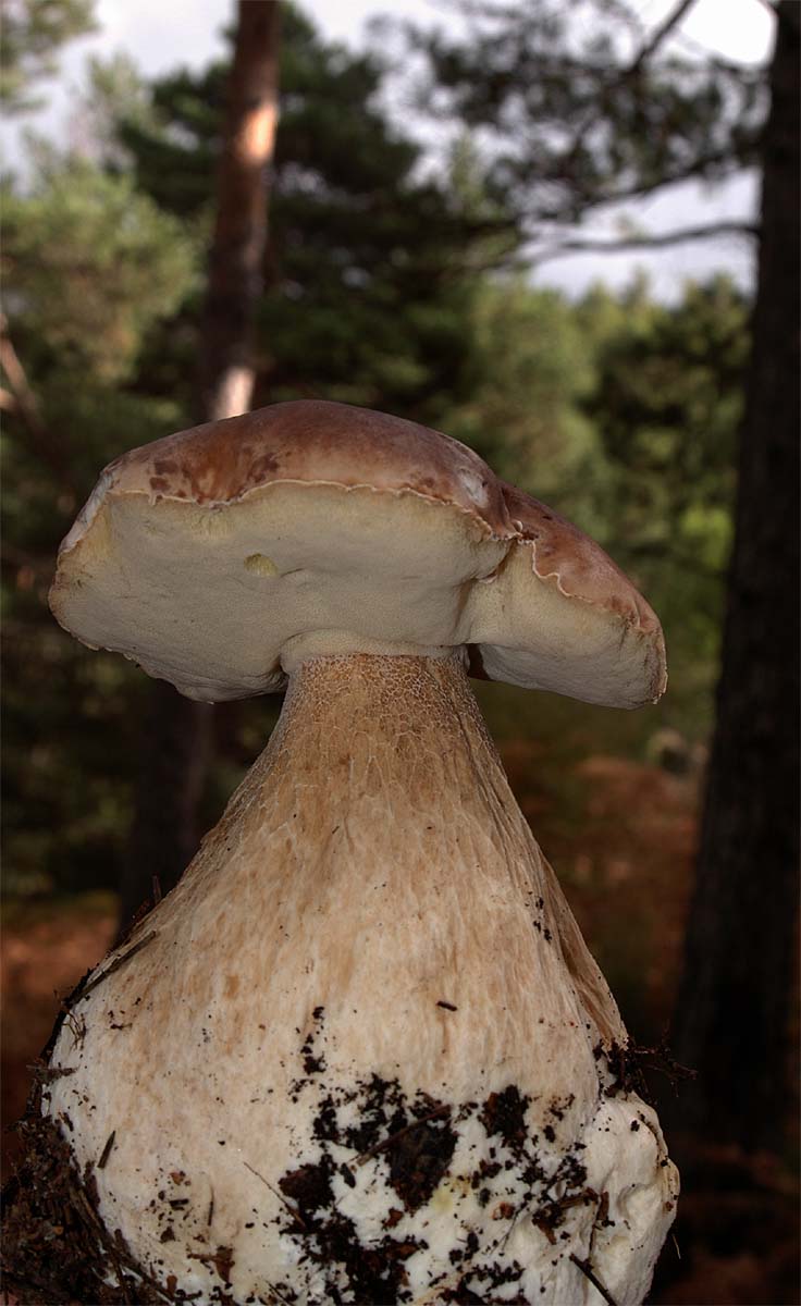 Boletus edulis